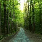 Gli alberi sono la chiave per stare freschi durante la stagione estiva