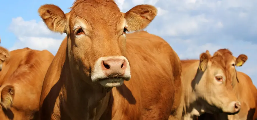 Mangiare carne altera il DNA dei malati di tumore al colon retto