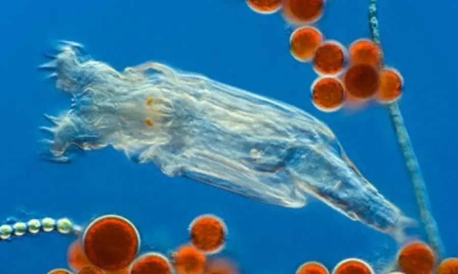 I rotiferi possono ghiacciarsi e sopravvivere  per migliaia di anni