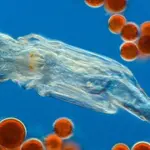 I rotiferi possono ghiacciarsi e sopravvivere  per migliaia di anni