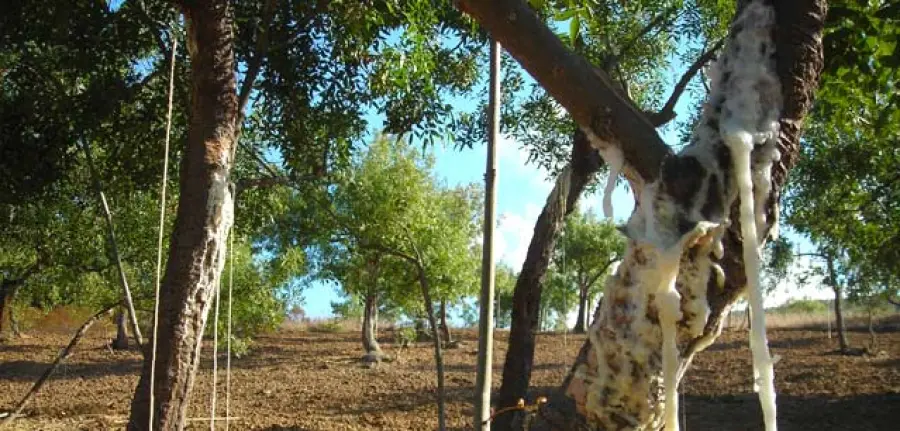 Manna siciliana: di cosa si tratta e come si usa