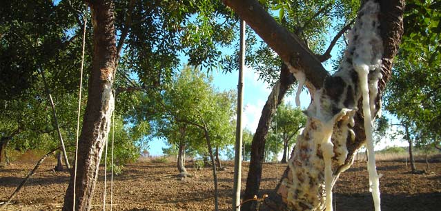 Manna siciliana: di cosa si tratta e come si usa