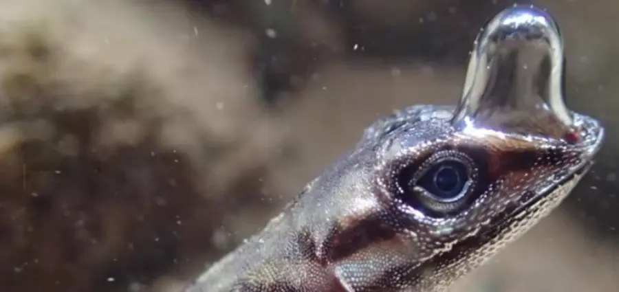 Scoperta una lucertola capace di creare una bolla di respirazione