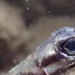 Scoperta una lucertola capace di creare una bolla di respirazione