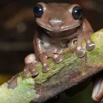 Rana color cioccolato scoperta in Australia
