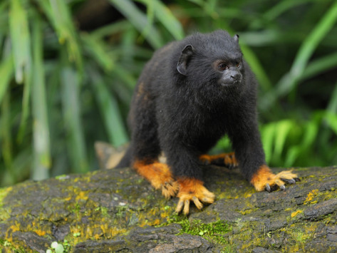 Le scimmie cambiano verso per farsi capire da altre specie