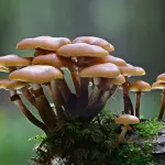 I funghi fanno bene alla salute secondo un nuovo studio