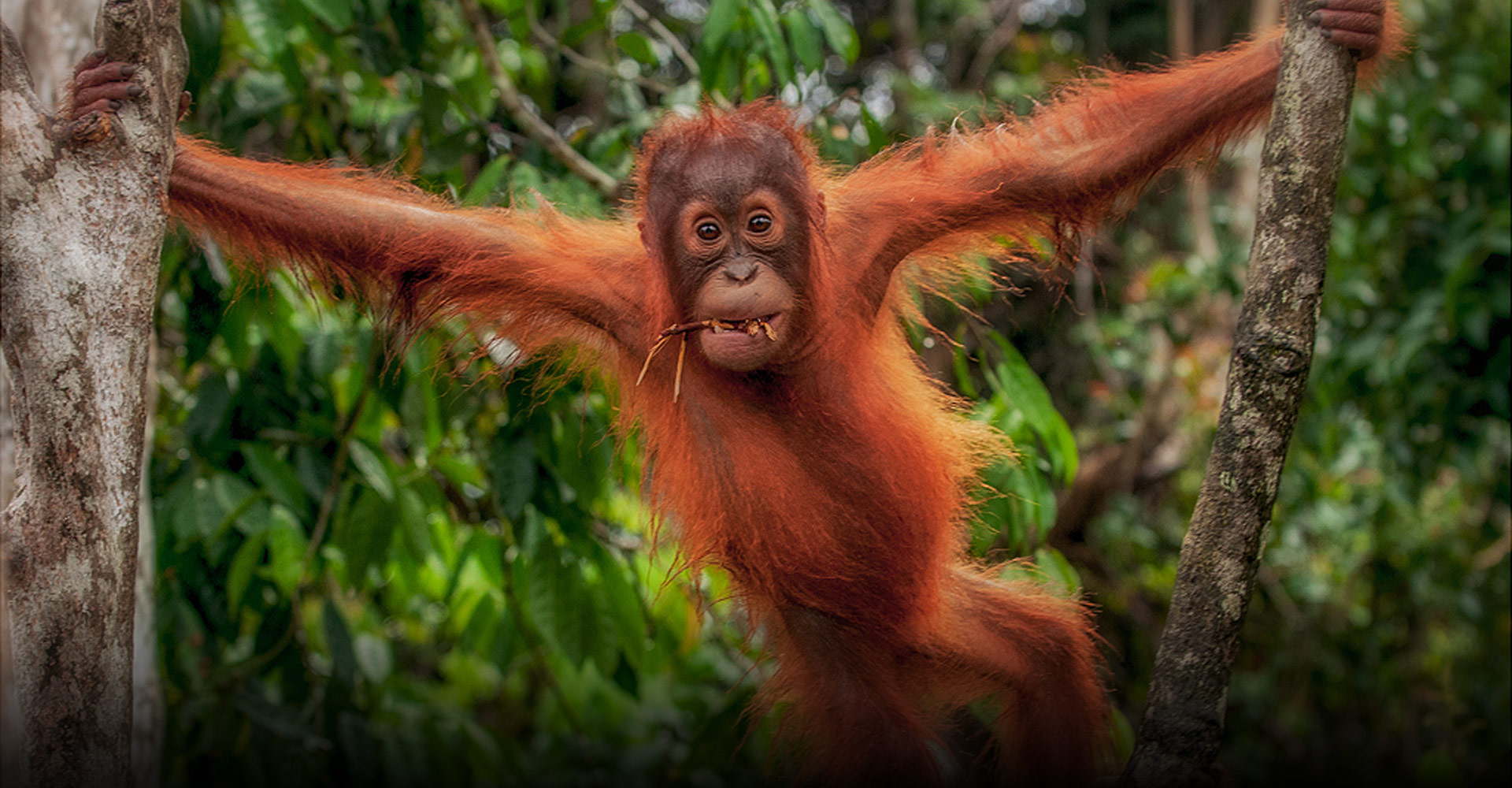 Oranghi, scoperta sul loro consumo di frutta: lo studio