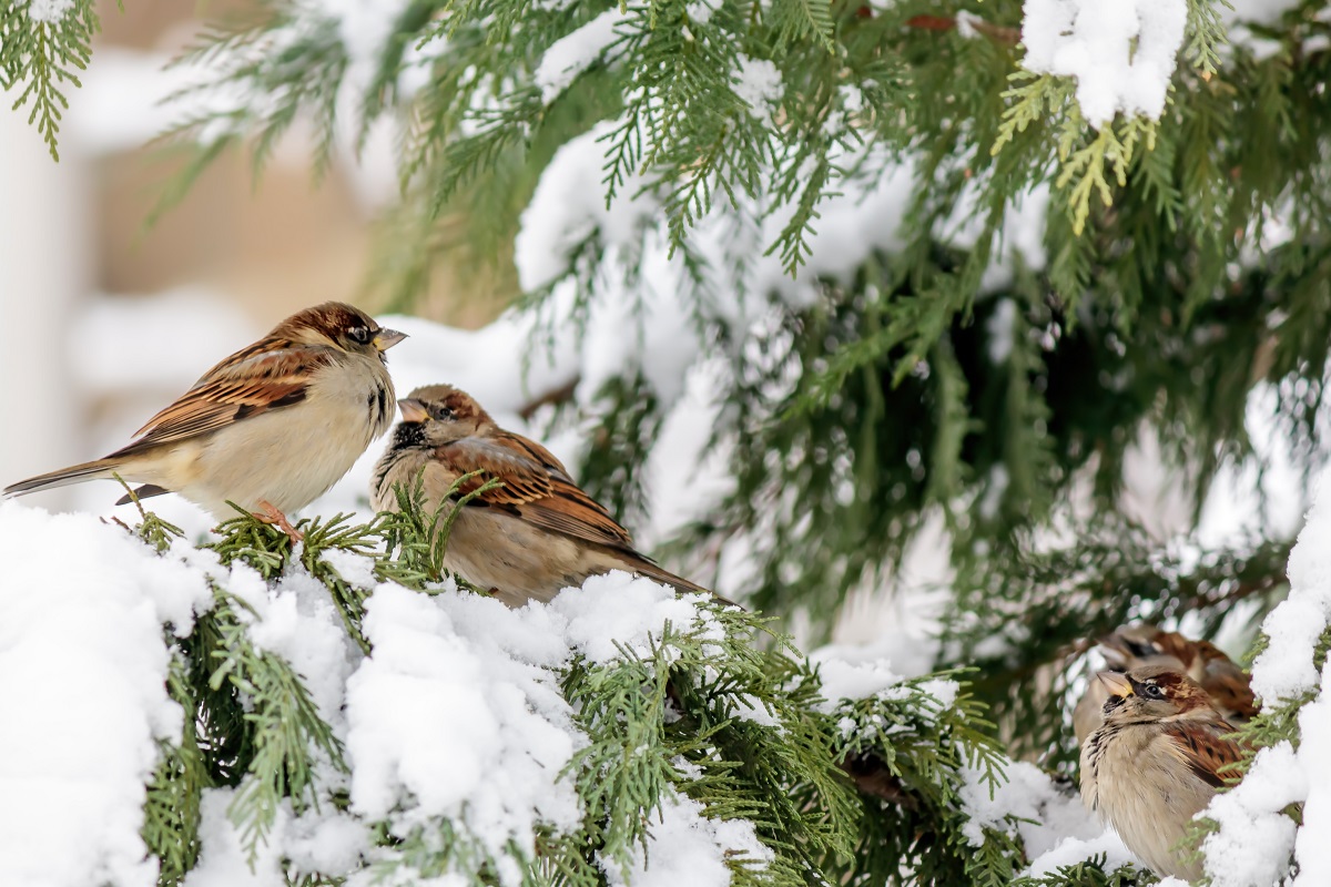 Giardino invernale: le migliori piante per i mesi freddi