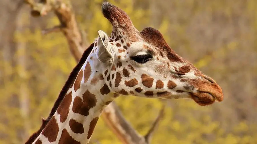 Scoperte nuove specie di giraffa da esame del DNA