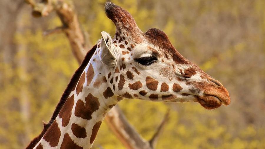 Scoperte nuove specie di giraffa da esame del DNA