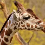 Scoperte nuove specie di giraffa da esame del DNA