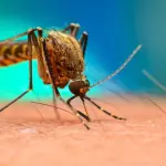 Zanzare geneticamente modificate: prima realizzazione americana