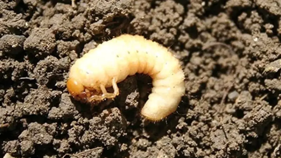 Alcuni vermi vedono anche senza testa: lo studio