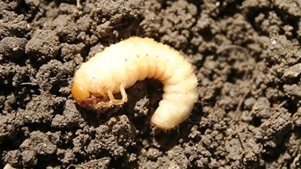 Alcuni vermi vedono anche senza testa: lo studio