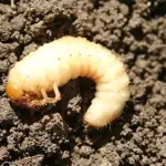 Alcuni vermi vedono anche senza testa: lo studio