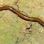 Invasione di vermi pazzi negli USA: scienziati preoccupati