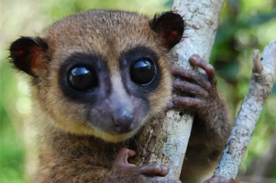 I lemuri resistono alla deforestazione grazie alle loro abitudini alimentari