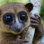 I lemuri resistono alla deforestazione grazie alle loro abitudini alimentari