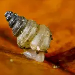 Scoperta nuova lumaca: la descrizione della Travunijana djokovici