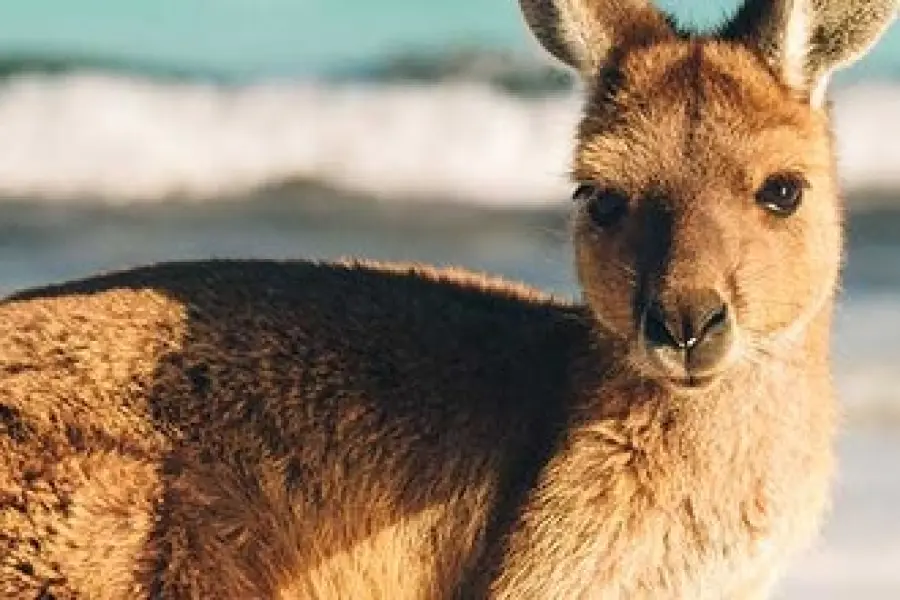 Studiati alcuni resti di canguri estinti: le deduzioni dei ricercatori