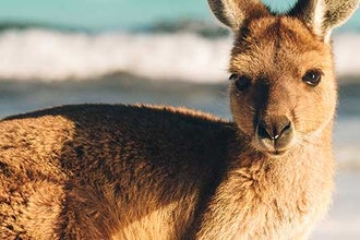 Studiati alcuni resti di canguri estinti: le deduzioni dei ricercatori