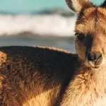 Studiati alcuni resti di canguri estinti: le deduzioni dei ricercatori