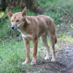 Uno studio sui Dingo rivela che non sono così rari come sembrano