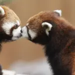 Esemplari maschi di animali durante la stagione dall'amore: ecco cosa fanno