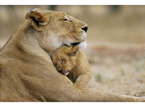 Genitori animali che accudiscono i figli con l'aiuto di altri animali vivono di più