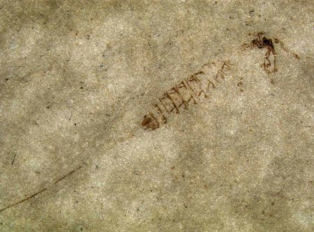 Catalogate nuove specie di insetti da resti fossili