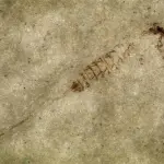 Catalogate nuove specie di insetti da resti fossili