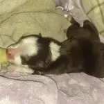 Nato cagnolino a sei zampe: incredibile scherzo della natura