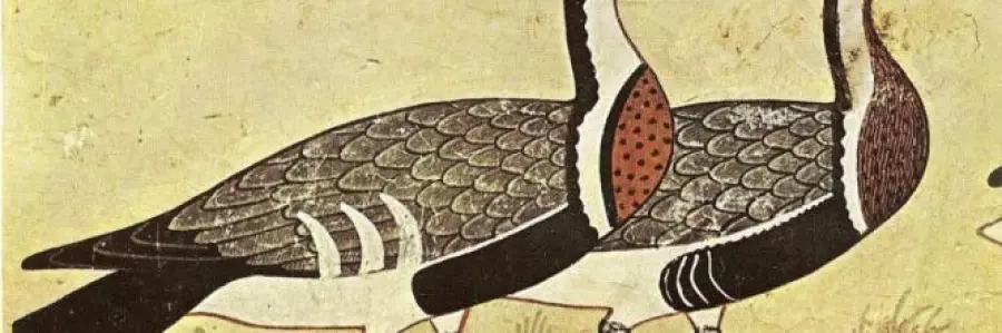 Oche di Meidum: il pennuto dipinto rappresenta una specie ormai estinta