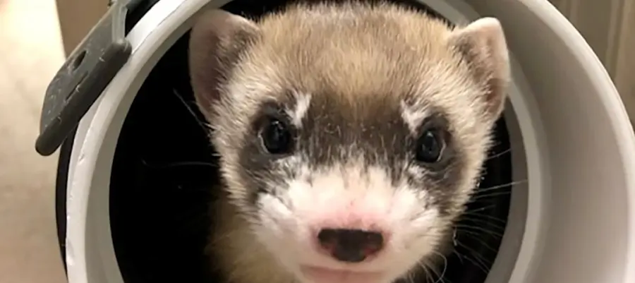 Clonato furetto dai piedi neri: la novità da laboratori