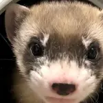 Clonato furetto dai piedi neri: la novità da laboratori