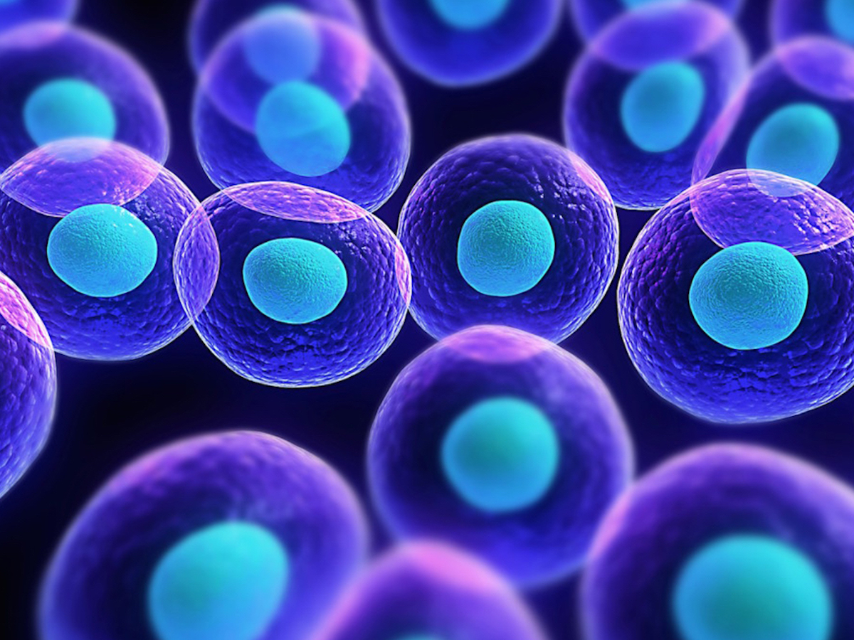 Gene contro lo stress presente nelle nostre cellule: lo studio