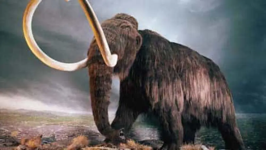 Mammut e bradipi: estinzione causata dal cambiamento climatico?