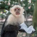 Studiata l'intelligenza delle scimmie cappuccino: la scoperta