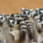 Novità sull'abitudine della monogamia: ecco cosa sostengono gli studiosi