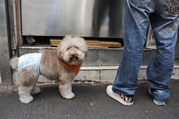 Possibile un vaccino contro la rabbia? Lo studio