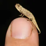 Scoperto il camaleonte più piccolo al mondo