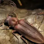 Trovati resti di un coleottero di 4 mila anni