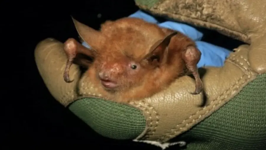 Scoperto un pipistrello di colore arancione: gli scienziati lo presentano