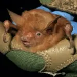 Scoperto un pipistrello di colore arancione: gli scienziati lo presentano