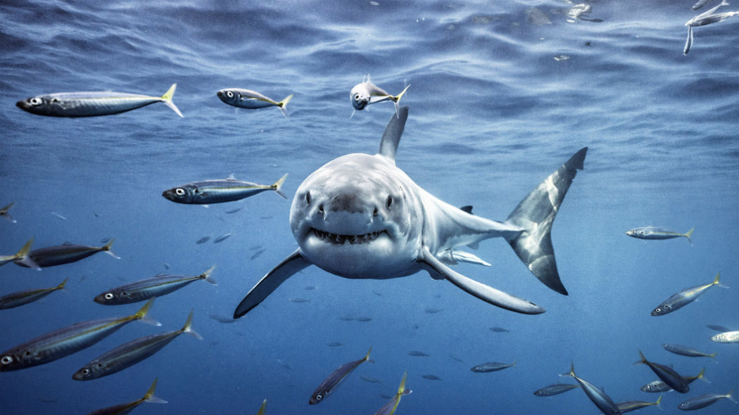 Diminuiscono gli esemplari di squali negli oceani: lo studio