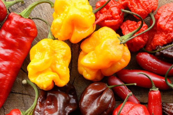 Gli eccipienti dei peperoncini alimentano meglio i pannelli solari