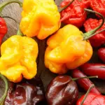 Gli eccipienti dei peperoncini alimentano meglio i pannelli solari