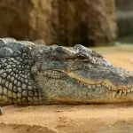 I coccodrilli si sono evoluti poco dall'estinzione dei dinosauri