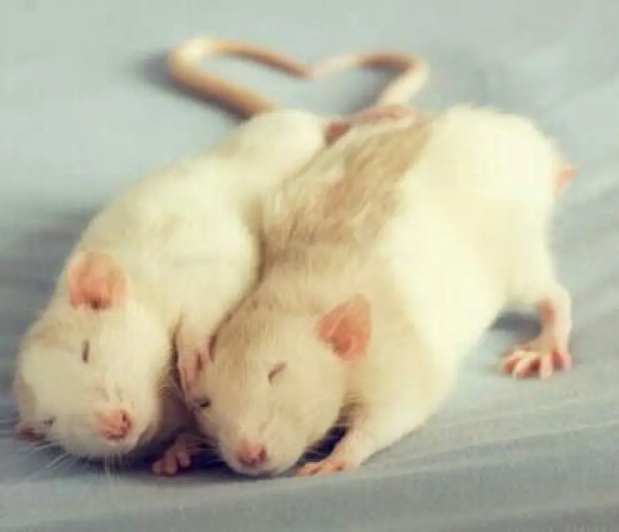 I ratti tra loro se soffrono lo avvertono: la nuova ricerca